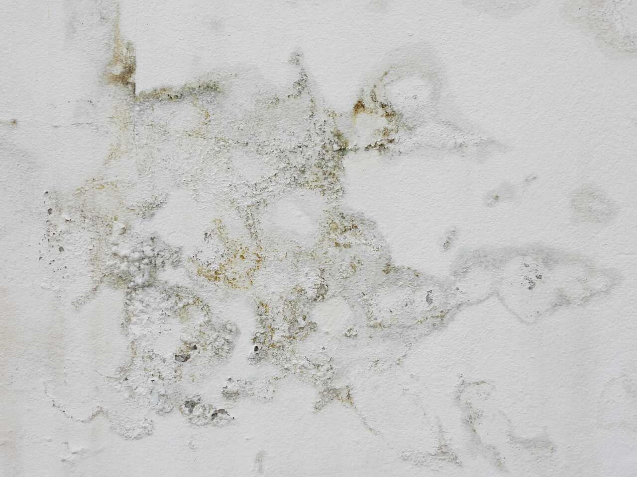 Why Does Mold Form at Home? How to Prevent It?